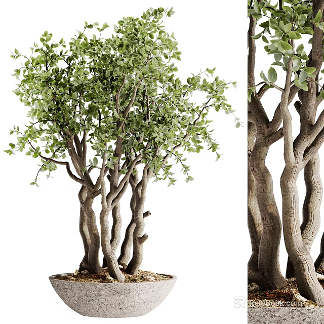 Artistic Bonsai Tree with Twisted Trunks Lush Green Leaves and Ornamental Design 3d model 