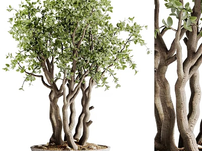 Artistic Bonsai Tree with Twisted Trunks Lush Green Leaves and Ornamental Design 3d model