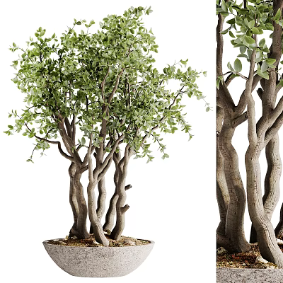 Artistic Bonsai Tree with Twisted Trunks Lush Green Leaves and Ornamental Design 3d model