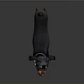 Small Black and Tan Dog Standing with Collar on Dark Background