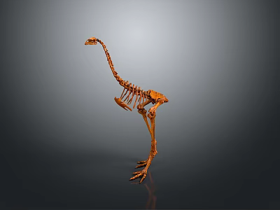 Detailed Ostrich Skeleton Display With Gray Background And Exhibition Setting 3d model