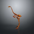 Detailed Ostrich Skeleton Display With Gray Background And Exhibition Setting