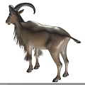 Brown Fur Goat With Large Curved Horns Standing On Green Grassland