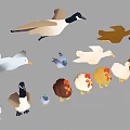 Collection Of Various Birds Including Ducks Chickens Geese And Poultry In Different Poses Colors
