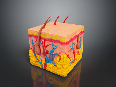 Detailed 3D Skin Structure Model Showing Layers Blood Vessels And Hair Follicles 3d model