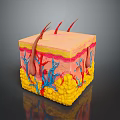 Detailed 3D Skin Structure Model Showing Layers Blood Vessels And Hair Follicles