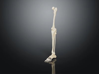 White Anatomical Leg Skeleton Organ Model Display On Dark Background With Reflection 3d model