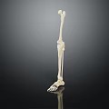 White Anatomical Leg Skeleton Organ Model Display On Dark Background With Reflection 3d model