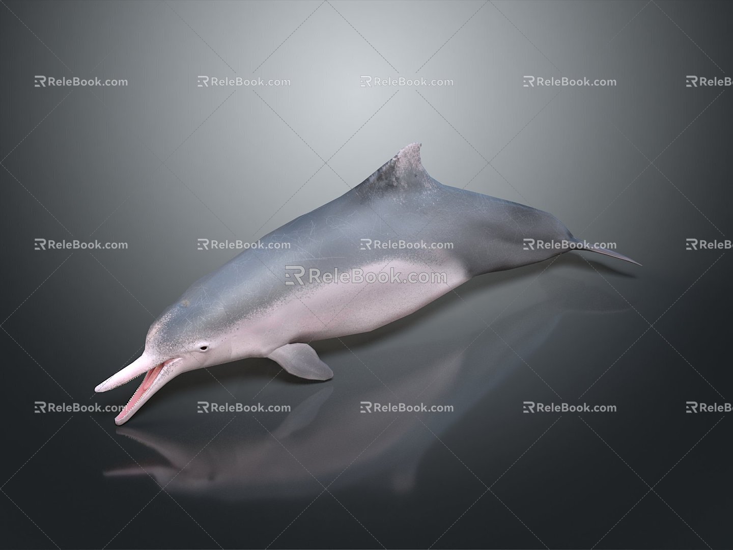 Spotting Dolphin Dolphin Cartoon Dolphin Animation Dolphin Animation Dolphin Animation Character Game Character 3d model