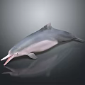 Spotting Dolphin Cartoon Dolphin Animation Dolphin Animation Dolphin Animation Character Game Character 3d model