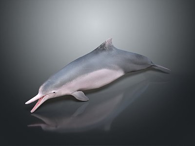 Spotting Dolphin Cartoon Dolphin Animation Dolphin Animation Dolphin Animation Character Game Character 3d model