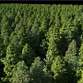 Lush Green Arbors Arranged On Grassland With Various Sizes And Fresh Foliage