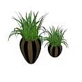 Bonsai Potted Plants With Two Sizes Striped Brown Black Pots And Green Grass Like Leaves