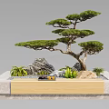 Bonsai Pine Tree Plant With Natural Rocks Small Green Plants And Wooden Stone Stand