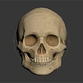 Detailed Human Skull Anatomical Structure Display On Dark Reflective Surface