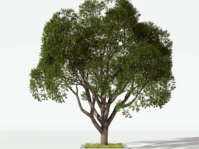 Lush Arbor With Dense Green Foliage Thick Trunk And Grassy Base 3d model