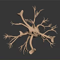 Highly Detailed 3D Rendered Medical Anatomical Neuron Model For Educational Training
