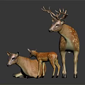 Three Deer Group With Standing Antlered Adult Lying Doe And Small Spotted Fawn Against Black Background