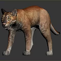 Orange Wild Cat Standing Alert On Dark Background With Shiny Reflective Floor
