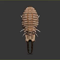 Giant Isopod With Segmented Brown Body Large Claws And White Legs On Gray Surface
