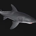 Grey Shark With Open Mouth Sharp Teeth And Strong Fins On Dark Background