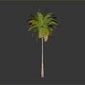 Tall Palm Tree With Green Yellow Leaves And Brown Trunk On Grey Background