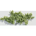 Modern Grapevine Fruit Tree 3d model