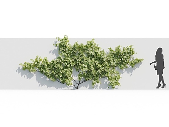 Modern Grapevine Fruit Tree 3d model