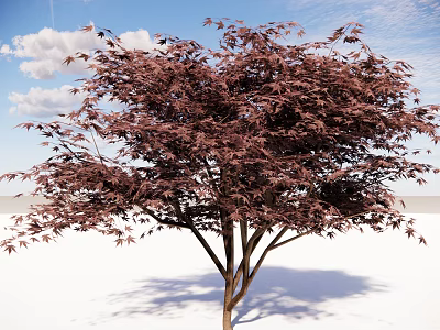 Purple Red Leaf Tree with Lush Crown Against Blue Sky and White Clouds 3d model