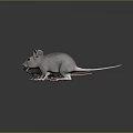 Group of Brown White and Gray Mice on Dark Background Surface