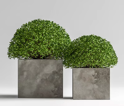 Bonsai Potted Plants With Round Green Foliage In Square Gray Concrete Pots 3d model
