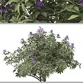 Arbor With Vibrant Purple Flowers Green Leaves And Multiple Views