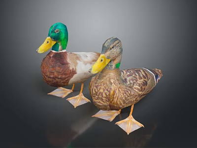 Colorful Ducks with Green Brown Heads Yellow Beaks and Feathered Bodies Standing on Dark Background with Reflection 3d model