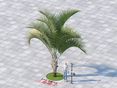 Tall Palm Tree with 1.8 Meters Height on Gray Tiled Ground and Human Figure 3d model