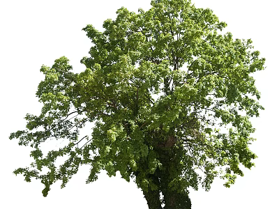 Lush Green Arbor With Dual Trunks And Vibrant Foliage In Natural Environment 3d model