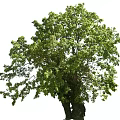 Lush Green Arbor With Dual Trunks And Vibrant Foliage In Natural Environment