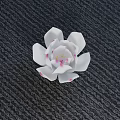 White Lotus Shaped Vase With Pink Edges On Black Textured Table Green Grass Background