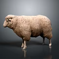 Light Brown Fluffy Sheep With Thick Wool Standing On Dark Isolated Background 3d model