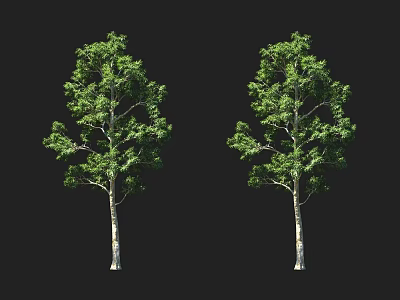 Two Leafy Green Arbor Trees With White Trunks Against Black Background 3d model