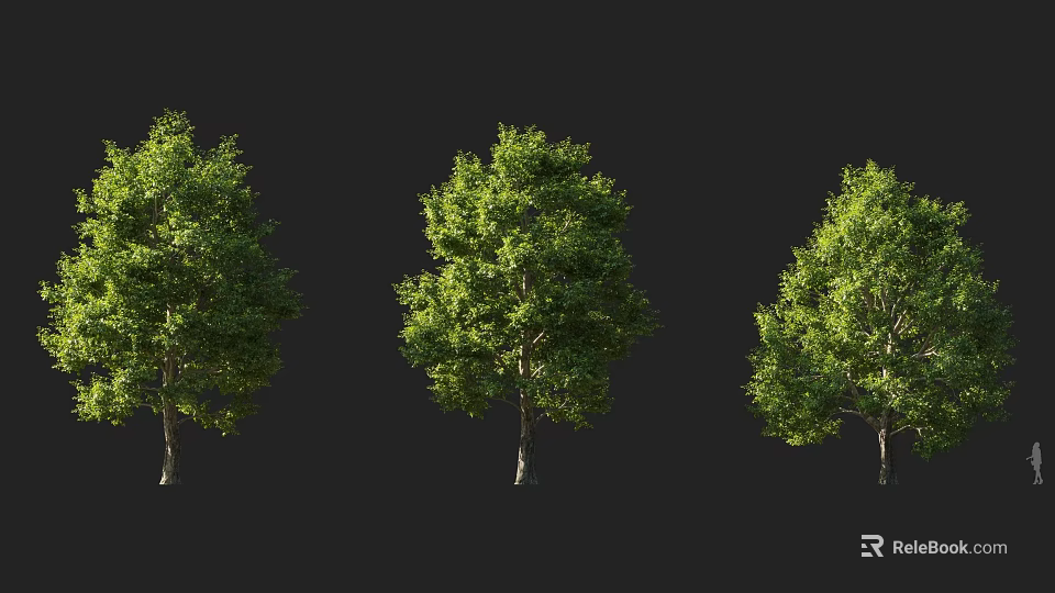 Arbor trees in landscape with three specimens having lush green leaves and varied forms 3d model 