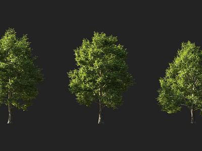 Arbor trees in landscape with three specimens having lush green leaves and varied forms 3d model