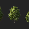 Arbor trees in landscape with three specimens having lush green leaves and varied forms