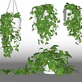 Lush Green Leafy Hanging Plants With Multiple Potted Arrangements And Fresh Foliage