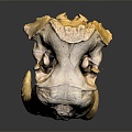 Modern Skull Animal Skull Elephant Skull Fossils 3d model