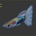 Colorful Guppy Fish With Vibrant Body Colors And Long Flowing Tail On Shiny Surface
