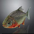Colorful Piranha Fish With Large Eyes Sharp Teeth And Shiny Iridescent Body On Dark Background