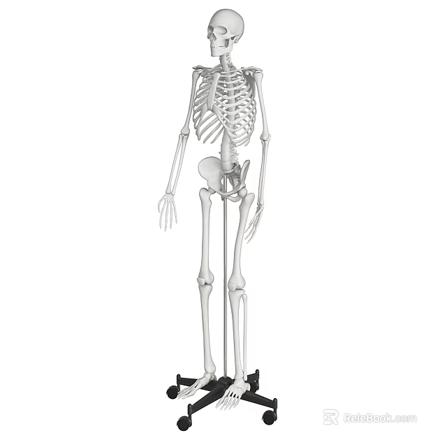 Realistic Full Body Human Skeleton Decorative Ornament Set For Home Display And Decoration 3d model 