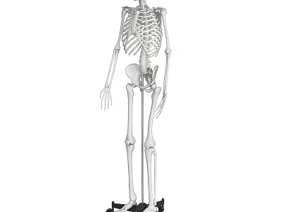Realistic Full Body Human Skeleton Decorative Ornament Set For Home Display And Decoration 3d model