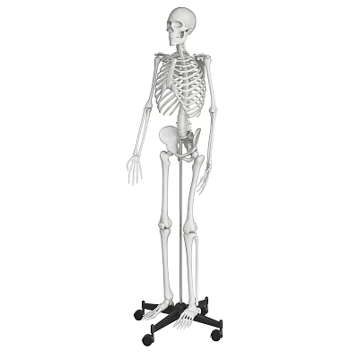 Modern Jewelry Ornaments Combination Anatomy Skeleton Skull Bone Course 3d model