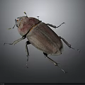 Shiny Dark Beetle With Purple Red Tinted Elytra And Long Antennae On Gray Background